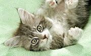 You are watching the Maine Coon Cat Wallpapers in the category of . (maine coon cat wallpapers)