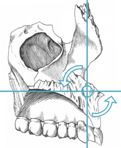 Движение верхней челюсти в сагиттальной плоскости на фазе флексии краниосакрального ритма