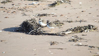 Semipalmated plovers standing on one leg – Brackley Beach, PEI – Oct.3, 2014 – © Denise Motard