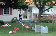 A Flamingo Olympic Soccer Game on Saturday.