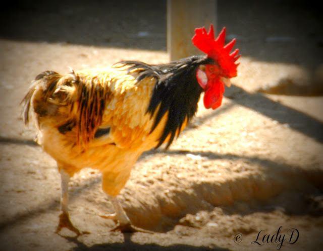 Rooster at Bates Nut Farm