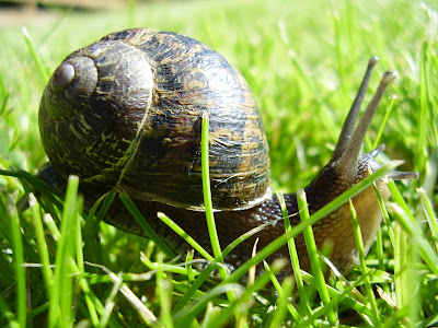 garden snails