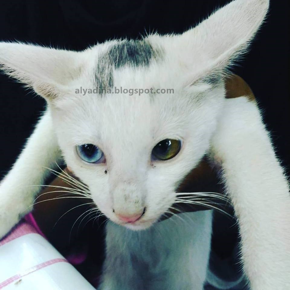  Kucing  Mempunyai Warna Mata Berbeza nOesuhaimi