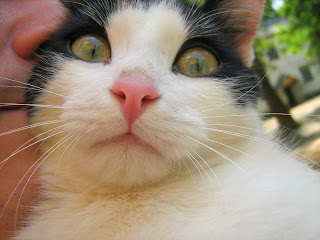 Green Eyes Black and White Cat