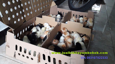 Jual DOC Bibit Ayam Kampung Super Joper Jember Jatim