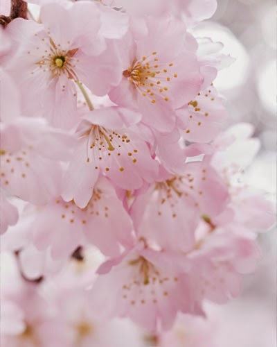  Bunga  Sakura  Koleksi Gambar  Bunga  Sakura  Gambar  Pokok 