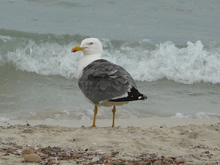 Yellow-Legged Gull