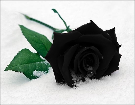 wallpaper black rose