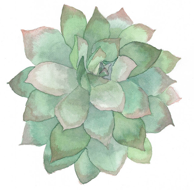 Watercolor Succulent Painting by Thistle Thicket Studio. www.thistlethicketstudio.com