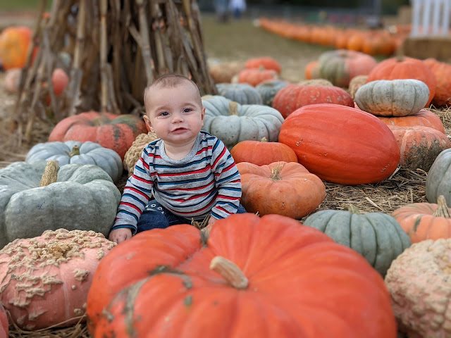 Bishops Orchards