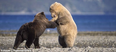 Grizzly Bear Fight Seen On www.coolpicturegallery.net