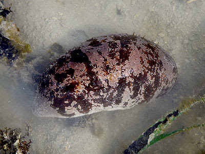 Stonefish Sea Cucumber (Actinopyga lecanora)