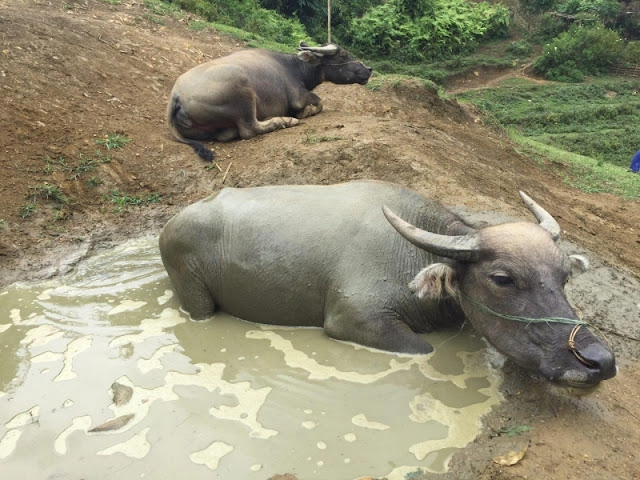 địa điểm du lịch Sapa