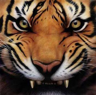 Angry Tiger Face Pictures