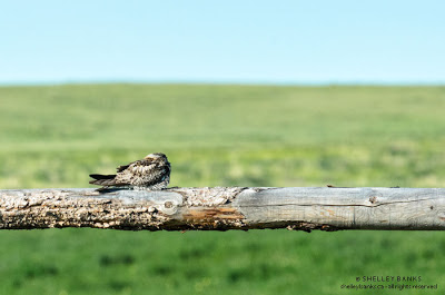 Common Nighthawk: photograph  © Shelley Banks, all rights reserved. 