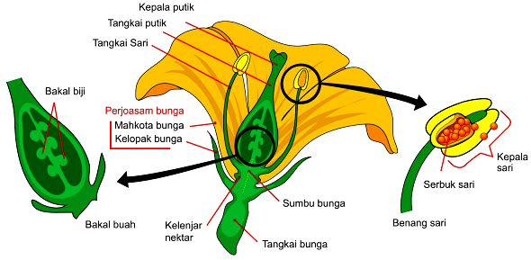  Bagian  Bagian  Bunga  Beserta Fungsi  dan Gambarnya Materi 