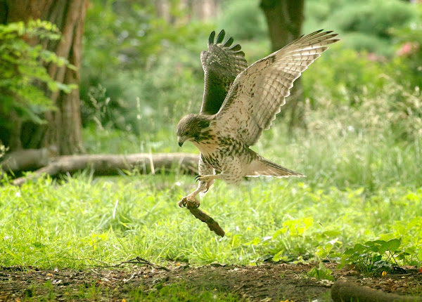 Tompkins Square red-tailed hawk fledgling