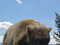 Gigantes del hielo. Osos cavernarios