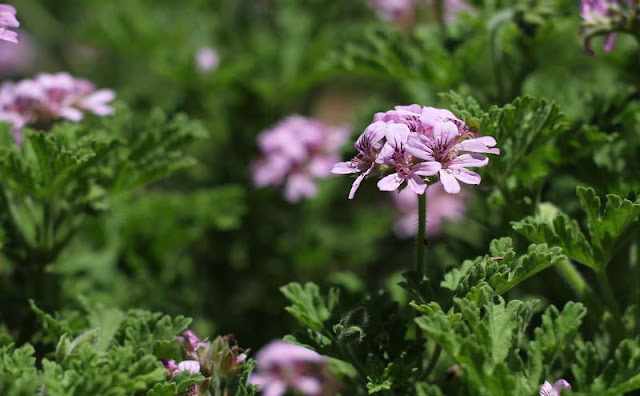 Pelargonium Graveolens Flowers Pictures