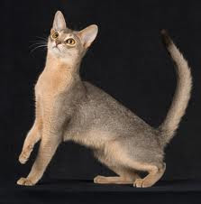 Blue Abyssinian Cat for sale