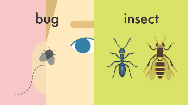 bug と insect の違い
