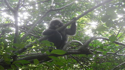 Koh Phangan scimmia