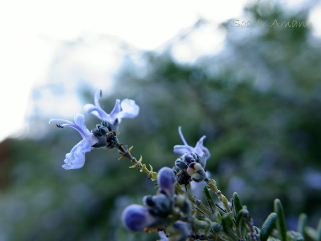 Rosmarinus officinalis