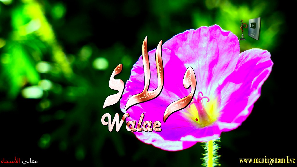 معنى اسم, ولاء, وصفات, حامل, وحاملة, هذا الاسم, Walae,