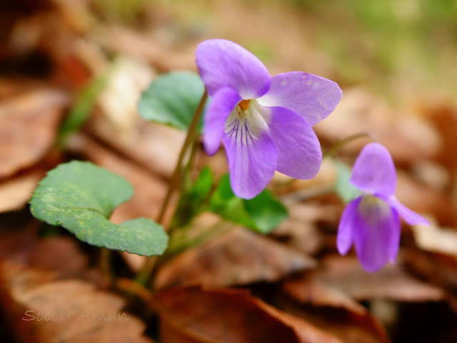 Viola grypoceras