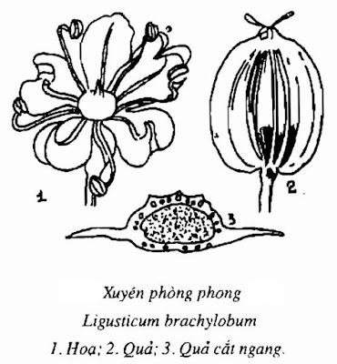 Hình vẽ Xuyên Phòng Phong - Ligusticum brachylobum - Nguyên liệu làm thuốc Chữa Cảm Sốt