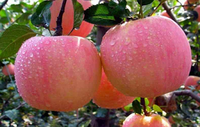 Asal Usul Buah Apel