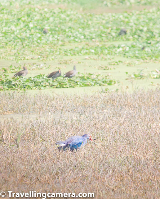 There's so much variety of birds in Keoladeo National Park that I can go on and on about the sheer variety of birds we saw there. It was certainly a joy and a learning experience. One activity that I did before we went to Bharatpur that helped us sight and identify birds during our trip was that we went through the website List of Birds at Keoladeo National Park and marked them in our copy of A Pictorial Field Guide to Birds of India. We also read a bit about these birds. This ensured that these birds were on the top of our mind when we visited Bharatpur and we could quickly mark them in our list. If you are planning to visit a place like Keoladeo National Park, it is recommended that you do some research before you head there so that you can make the most of your trip. White-throated Kingfisher. We have already talked about Herons, Egrets, and Bitterns and also about Storks and Cranes that we saw at keoladeo National Park. In this post, we will talk about all other waterbirds we sighted here. Let's start with one of the most common waterbirds, except cattle egret of course, that we can see around us even in urban areas. It is the White-throated Kingfisher. This beautiful bird is often found solitary, sitting on overhead power lines close to waterbodies in cities. We saw several of these birds in Keoladeo National Park, but only a couple were close enough to be clicked. Common Moorhen (Juvenile). Another waterbird that we saw almost as soon as we reached the wetlands was the Moorhen, a very common member of the rail family. In the above picture, you can see a couple of Juveniles swimming around. I first thought that these were females, however, upon reading further I found that males and females are almost indistinguishable in Moorhens. It is the juveniles that have brownish plumage. Full grown moorhens have deep brown wings with an almost black neck and body. Common Moorhen - full grown You can see full-grown moorhens in the above photograph. Another interesting fact about Moorhens is that the males of this species is also known as a moorhen and not a moorcock. A moorcock is a completely different bird. Moorhens usually form a monogamous pair and are territorial while breeding. Each pair builds several nests in its territory and each nest may contain 4-12 eggs, laid at the rate of one egg per day. Common Sandpiper Very close to the colony of Moorhens, we spotted this lone Common Sandpiper on a bark close to the waterbody. This is unusual because these are gregarious birds and are often seen in large flocks. The bird feeds on worms and molluscs and may even catch insects during flight. This was one of the few migratory birds that we saw at Bharatpur. Common Coot Common Coot was another migratory bird that we saw at Keoladeo National Park. This duck-like member of the rail family is also as territorial as the Moorhen, and more so during the breeding season. When not breeding, these birds form large flocks to stay safe. Common Coots do not make good parents when there is scarcity of food, because in such conditions, Common Coots bite their babies that beg for food to keep them quite. Sometimes babies may end up being killed because of this. Common Coot Both male and female Common Coots look alike, They are almost completely black with the exception of a white shield on their forehead and beak. The black is less pronounced in younger birds and they also lack the white shield. The black plumage develops at around 4-5 month of age. Both make and females are aggressive when it comes to protecting their nests and, when compared to other members of rail family, are less shy. Cormorants Cormorants are a common sight in almost all wetlands and are excellent divers. They use their webbed feet and wings to propel themselves when under water. They feed mostly on fish and have adapted to both saltwater and freshwater habitats. Keoladeo is home to Little Cormorant, Indian Cormorant, and Great Cormorant, and we were lucky enough to spot all. We will talk about the differences between these three types of cormorant a little later. Lesser Whistling Duck The Lesser Whistling Duck is also known as the Indian Whistling Duck, and are common aquatic birds in the Indian Subcontinent and South-East Asia. These birds usually feed during the night and can be found sunning themselves during the day. They sleep while standing, their neck curled to keep the sun away from their eyes. Males and Females are are alike in appearance. These ducks are resident at the Keoladeo National Park.  Ibises - Black-headed and Glossy We saw two types of Ibises at the Keoladeo National Park. Of them, the black-headed Ibis is the resident species. It is often confused with the white Ibis though its black neck and beak stand in stark contrast with its overall white plumage. Male and female are identical. During the breeding season, some Ibises may develop a black tuft of feathers on the tail. Ibises have adapted themselves to both natural and manmade waterbodies and are highly versatile. Lesser Whistling Ducks in the foreground, Ibises in the back The Glossy Ibis is a migrant species at the Keoladeo National Park. It can be seen keeping company with the black-headed Ibises, and is often mistaken as a black Ibis. It is a highly nomadic bird and birds may disperse after breeding. They feast mostly on aquatic insects and crustaceans and occasionally also on fish, lizards and other small aquatic animals. Aquatic birds are often seen in close company with different types of birds. In the above photograph, you can see black-headed and Glossy Ibises in company with Lesser Whistling Ducks and even a couple of egrets. Little Cormorant This bird with almost entirely black body is the little cormorant. It is slightly smaller than the Indian Cormorant and mostly forages alone or in loose groups of a few individuals. Unlike the Indian Cormorant, the little cormorant lacks a pointed head profile. The little cormorant is found in India, Bangladesh, Srilanka, Pakistan and Nepal. It is not found in the Himalayas though some solitary individuals have been sighted in Ladakh. Grey-headed Swamphen in the foreground; Common moorhens in the back This bird was earlier known as the Purple Swamphen, but the species has now been subdivided into 6 species, among them the Grey-headed Swamphen, which is found in the Indian Subcontinent. Now the Purple Swamphen is considered as a superspecies, whereas the each of the 6 sub-divisions have been elevated to the status of a full species. The male has an elaborate courtship display where it bobs up and down all the while holding weeds in its beak. It would be interesting to watch I am sure. But we were not so lucky. Great Cormorants The Great Cormorants are big birds, but their sizes may vary greatly depending upon the region they are from. These birds can be seen perched on trees around waterbodies in large groups. These birds have adapted themselves to a wide variety of habitats including saltwater and freshwater wetlands. Great Cormorants indulge in long-term pairing and one pair may continue to use the same nest year-after-year. Oriental Darter Oriental Darter bird is also known as the Snake Bird because of its long thin neck and the way it appears when it dives and swims in the water. Oriental Darter hunts with its body submerged and only the neck visible above the water. It spears the fish with this pointed beak and then brings it on the surface. It is often seen on rocks on the edges of wetlands, with its wings spread, sunning itself. Indian Cormorant The Indian Cormorant is also known as the Indian Shag and is mostly found in Indian Subcontinent. It is a mid-size cormorant which has a dark copper brown plumage. It has a long narrow beak that ends in a hook. Its head is slightly domed and the eye is blue. Male and Female Indian Cormorants are similar, but juveniles and non-breeding adults are lighter brown than the breeding individuals. Red-Wattled Lapwing The Red-Wattled Lapwing is a large plover that is commonly seen and heard in urban habitats as well. It's call that sounds like did-he-do-it can be heard commonly during the day and night. This is an alarm call that warns about the presence of humans or animals around. These birds are incapable of perching and are mostly seen on ground. Their chicks immediately after hatching start following the adults around for feeding. There are so many birds that we saw but could not click at Keoladeo National Park. And there were so many beautiful scenes of peaceful co-habitation among species that we found difficult to express through photographs. We saw feral cattle driving away herons and storks, but then simply letting them be. It looked like a giant playground for these different animals. But appearances are often deceptive and we know that the ultimate question is of survival. There is violence beneath the surface, and that is the reality, whether we like it or not.  