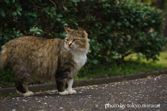 野良猫写真