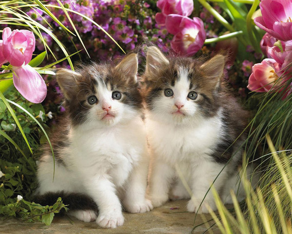 Cute cats