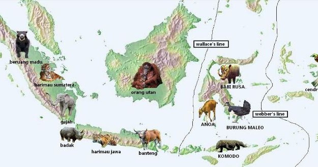 Berikan contoh fauna khas  yang terdapat di kawasan 