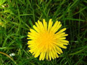 Dandelion, Yellow Flower, 