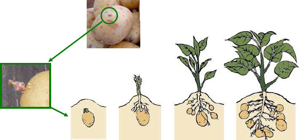 potato,پەتاتە،کشتوکاڵ،چاندن