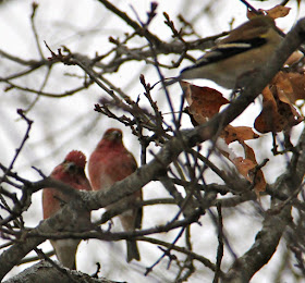 Winter visitors: purple finches?