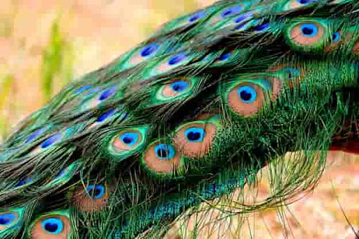 Facts about Peacock