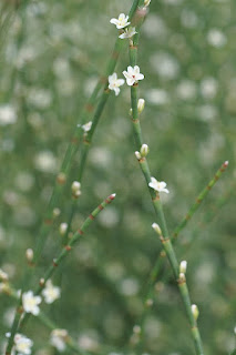 Renouée à balais - Polygonum scoparium