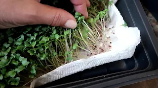 penan microgreen tanpa tanah