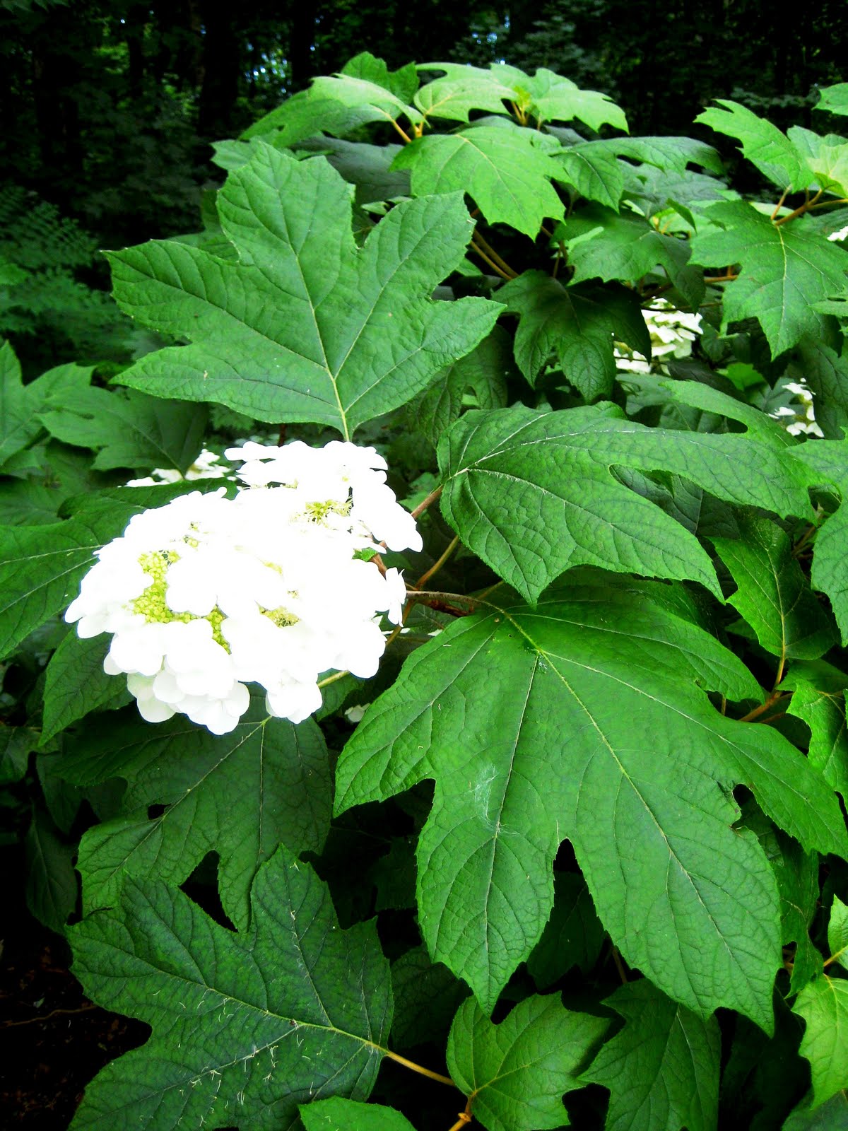 Hydrangea+quercifolia+Oakleaf+Hydrangea+flower%2C+Old+Westbury 