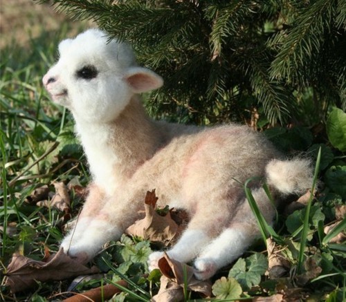 Download Funny Cute Llama | Funny Animals