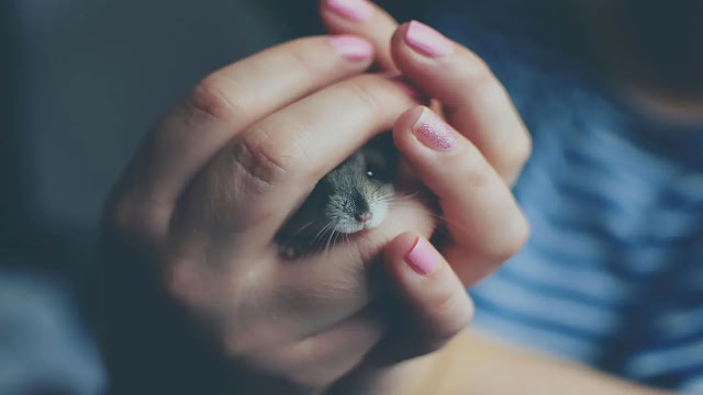 Hamster in woman hands
