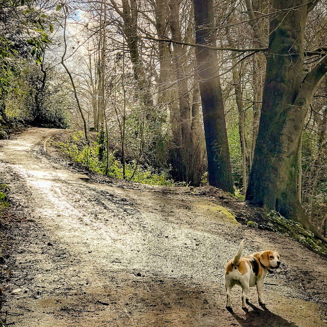 Spring is on the way in Heaton Park, Mandy Charlton, Photographer, Writer, Blogger, this week on Tinder, life, love, dating, relationships