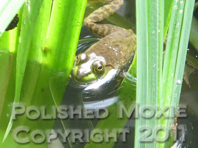 Picture of a frog floating among plants in a pond