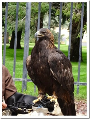 Golden eagle
