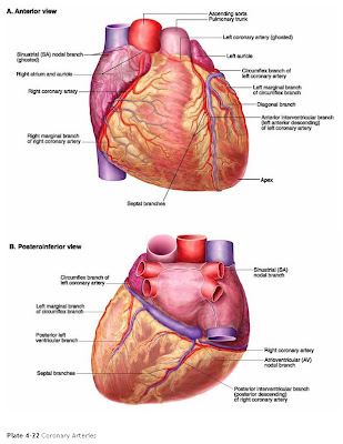 arteries of heart diagram. arteries of heart diagram.