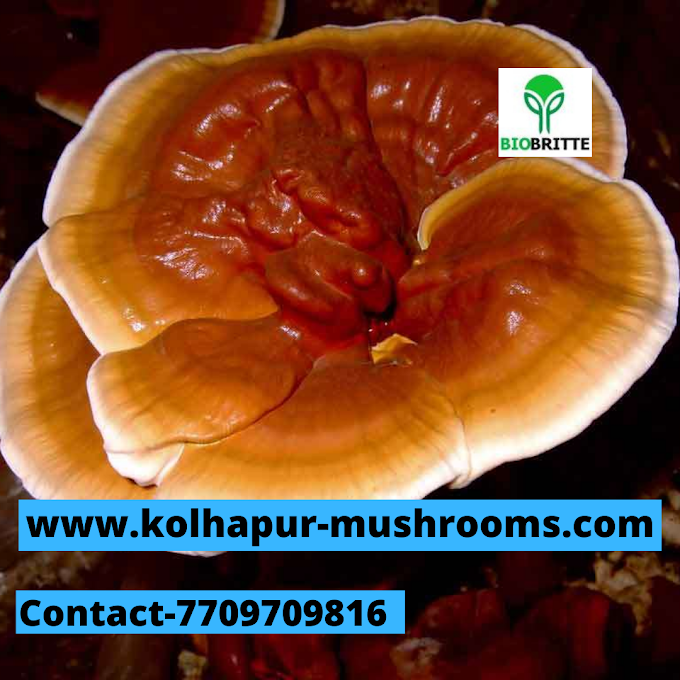 Ganoderma Mushroom Spawn Supplier In Panaji  | Scope Of Ganoderma Mushroom In Goa | Ganoderma Mushroom Exporter