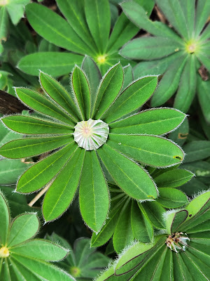 Multiple green leaflets with a single, translucent rain droplet in the center. Multiple leaves are also in the background